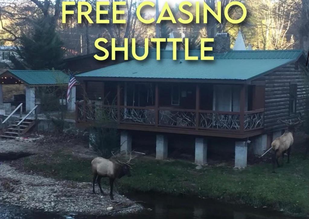 two animals standing in the grass in front of a house at Qualla Cabins and Motel Cherokee near Casino in Whittier