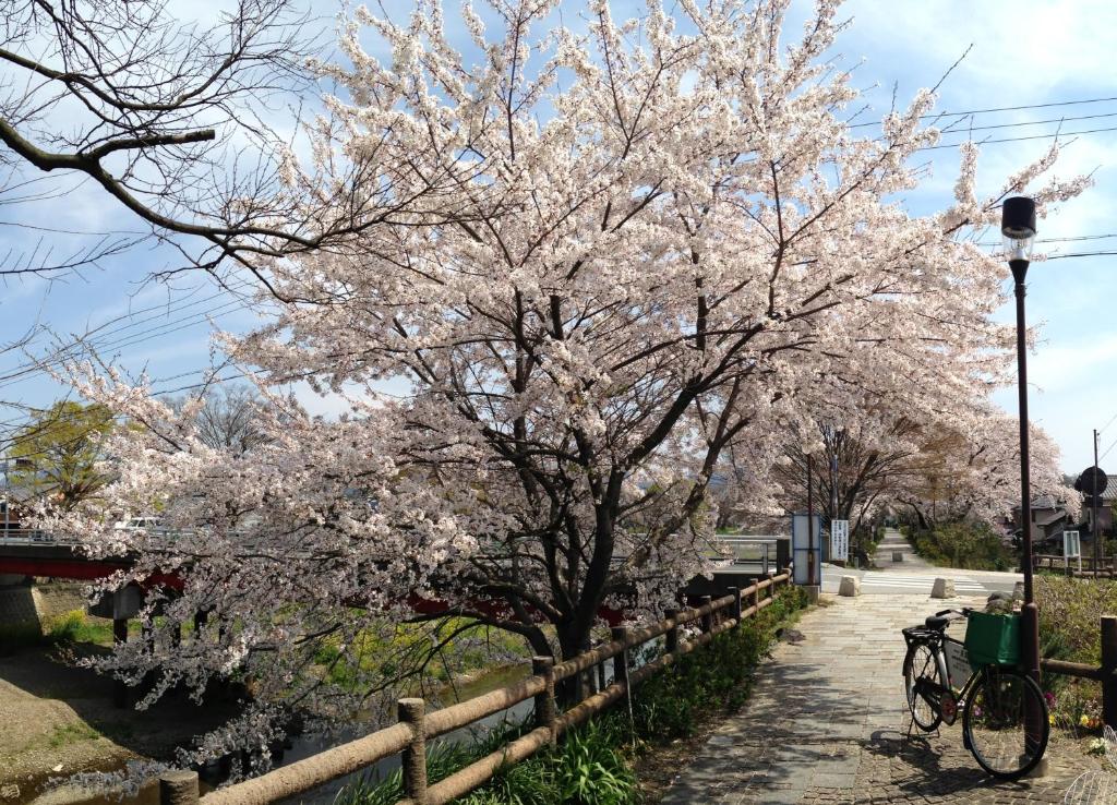 彦根市にある清瀧旅館のギャラリーの写真