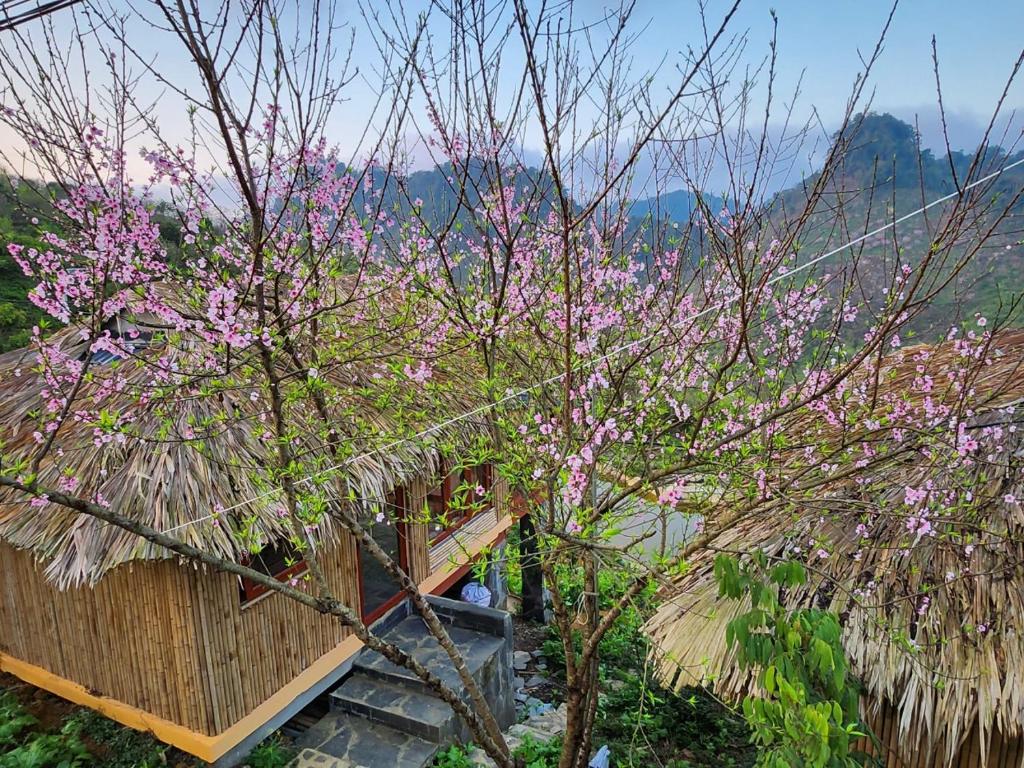 Mộc Châu Peachy Garden - Bungalow With Garden View