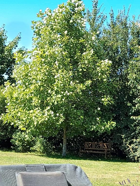 a tree with a bench in front of it with at Gîte d&#39;Anne et Ulysse in Sept-Frères