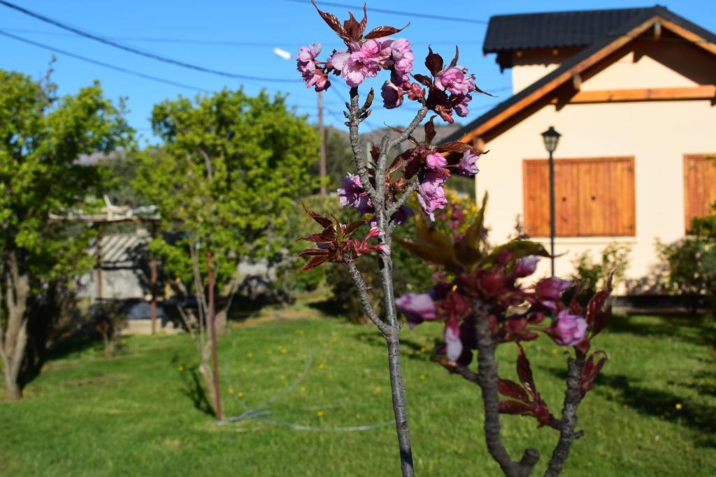 a group of trees with pink flowers in a yard at Montalto in Dina Huapi