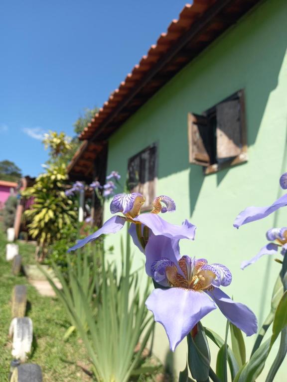 a group of purple flowers in front of a building at Chalés Encantos de Cunha Verde in Cunha
