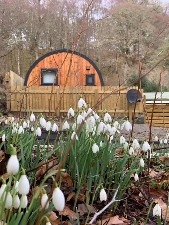 Zahrada ubytování Loch Ness Woodland Pods