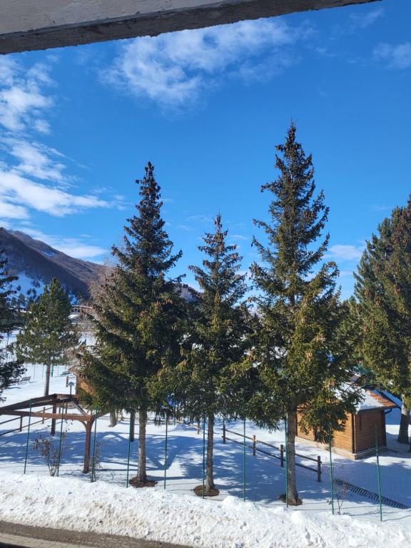 a group of pine trees in the snow at Stella D'Abruzzo in Roccaraso