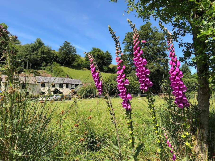 a group of purple flowers in a field at Luxury Exmoor Barn conversion with Sauna in Exford
