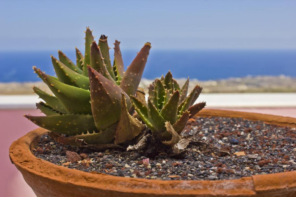 Nectarios Villa - Studios & Suites Adults Only - 12