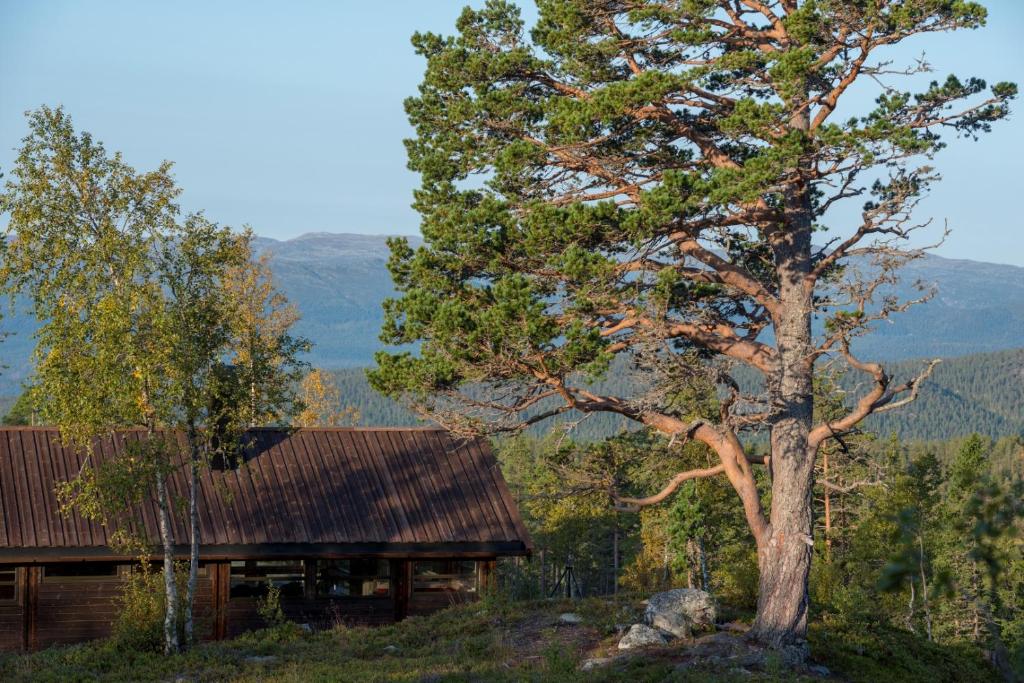 un árbol frente a una cabaña en las montañas en Sørbølhytta - cabin in Flå with design interior and climbing wall for the kids, en Flå