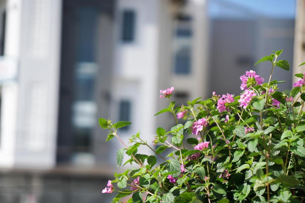 Vườn quanh Môn Bạc Home