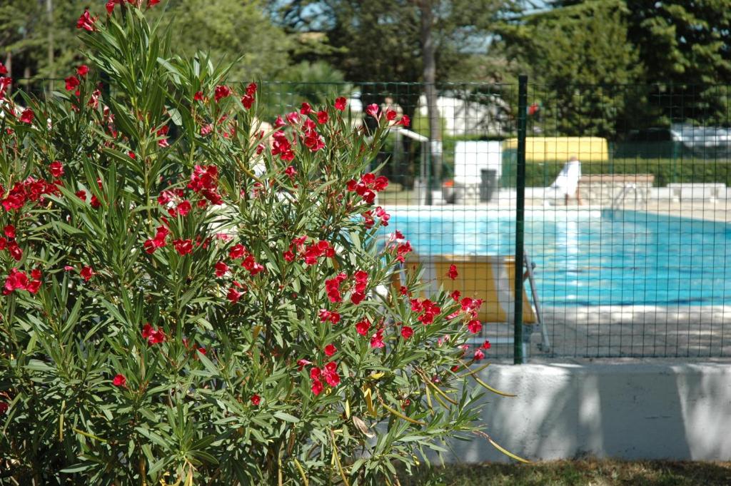 a bush with red flowers next to a swimming pool at Camping Aquileia in Aquiléia