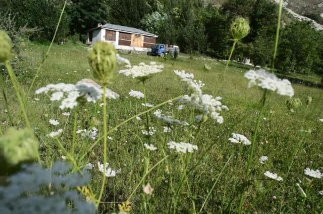 a field of white flowers in the grass at Siwakhat Huts in Shoghot