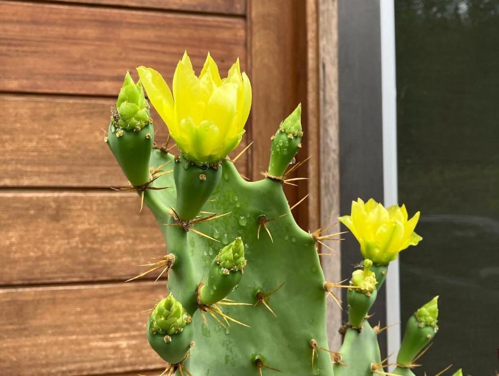un cactus verde con flores amarillas delante de una puerta en CASA CATALINA en Rafaela