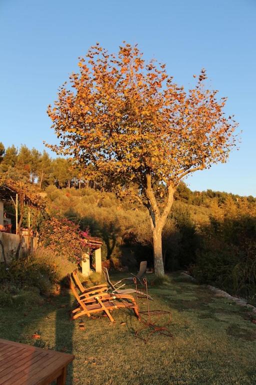 a picnic table and a tree in the grass at Mas Chamarel à Sanary-sur-Mer au milieu des vignes et oliviers in Sanary-sur-Mer
