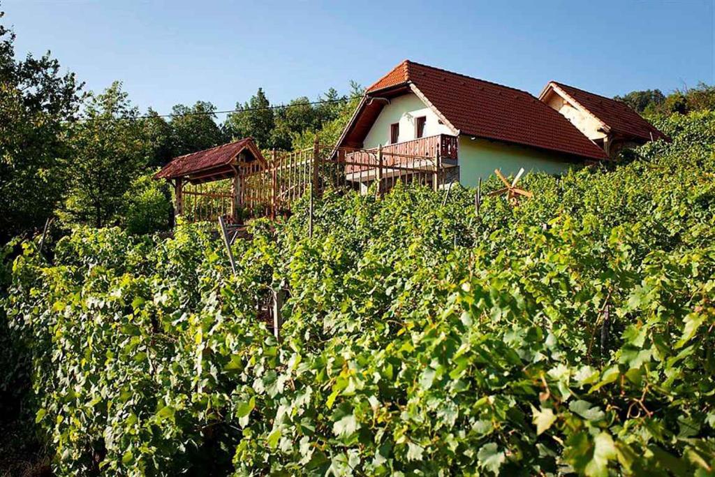 une maison au milieu d'un champ de buissons dans l'établissement Holiday home in Otocec Kranjska Krain 26062, à Otočec