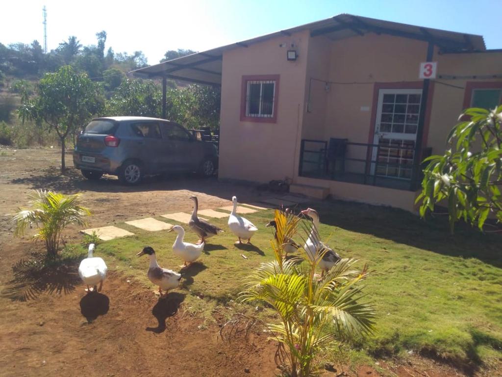 a group of birds standing in front of a house at BimalFarm at Koroli Hills in Igatpuri