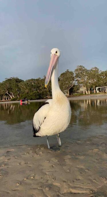 a pelican standing on the shore of a body of water at HighTide- luxury apartment, almost on the beach. in Corlette