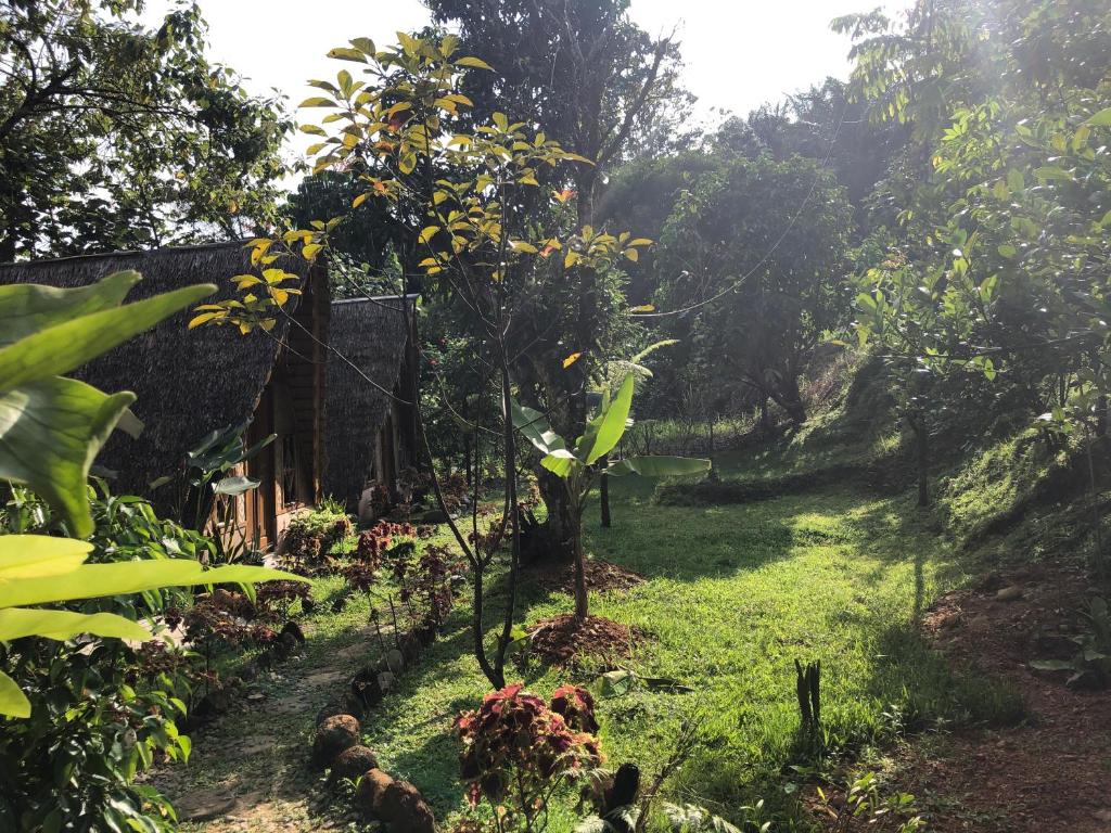 um jardim com uma pequena árvore na relva em Sumatra Thomas Leaf Monkey Guesthouse & Jungle Trek em Bukit Lawang