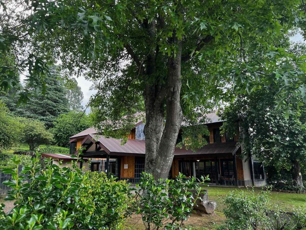 a house with a tree in front of it at Malachite Manor in Underberg