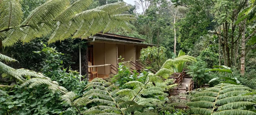 ein Haus mitten im Dschungel mit Pflanzen in der Unterkunft Nshongi Camp in Rubuguli
