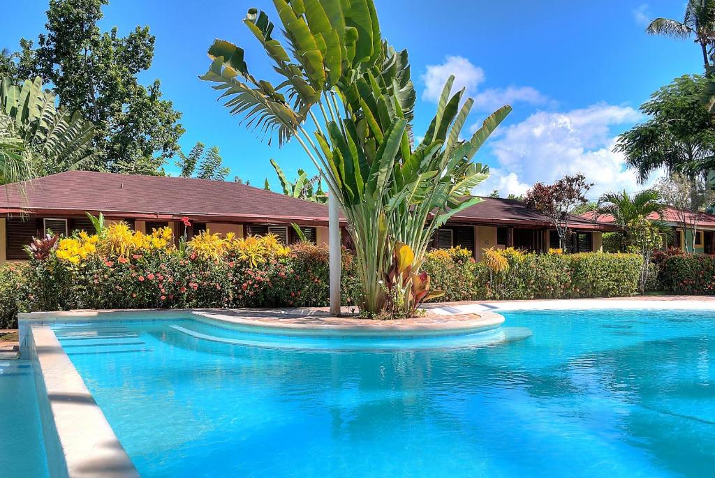 a palm tree sitting next to a swimming pool at Apartamentos Palo Coco in Las Terrenas