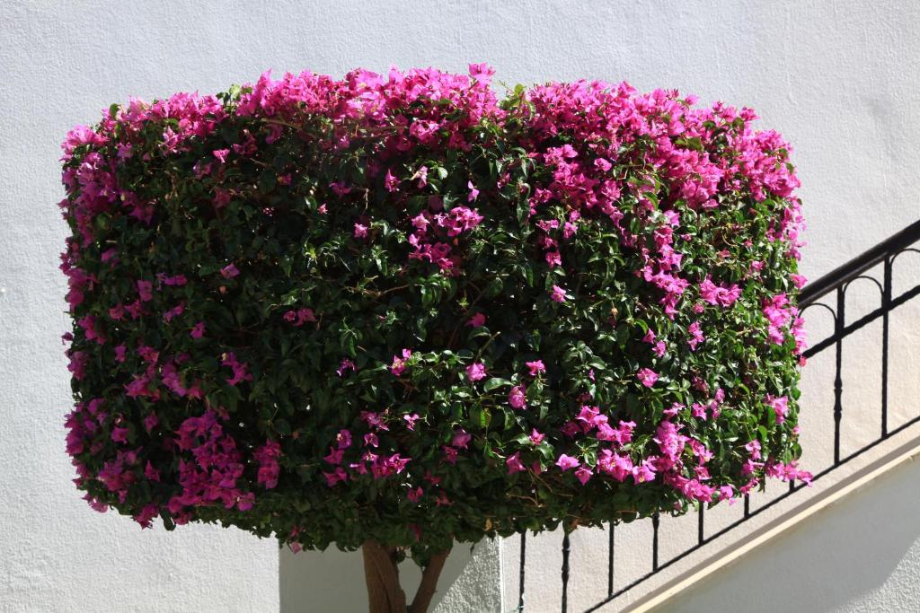 A garden outside Aktur Residence
