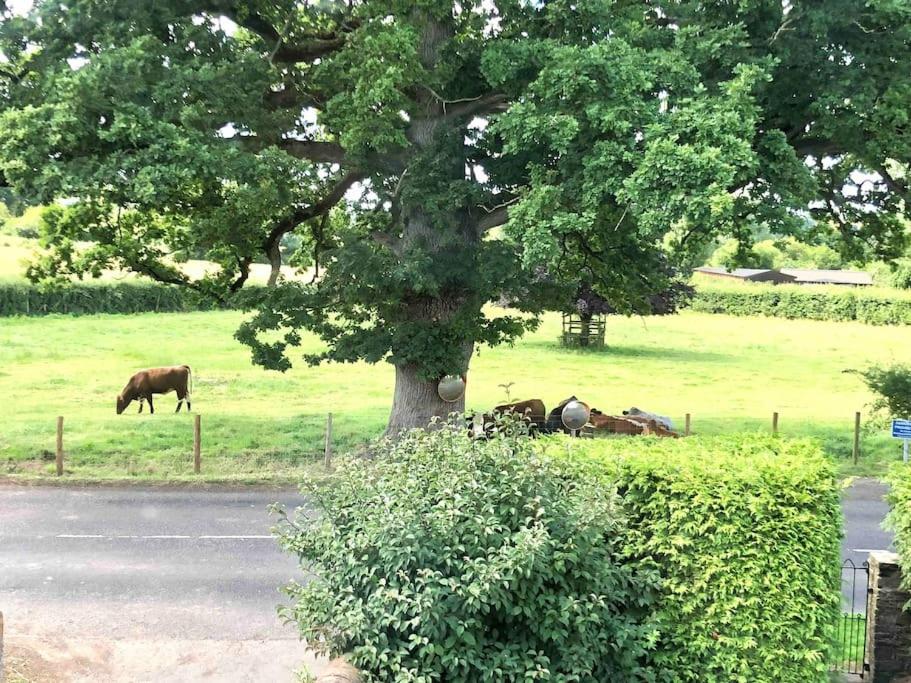 een groep koeien onder een boom bij Cosy Farmhouse Escape in Monmouthshire in Wolves Newton