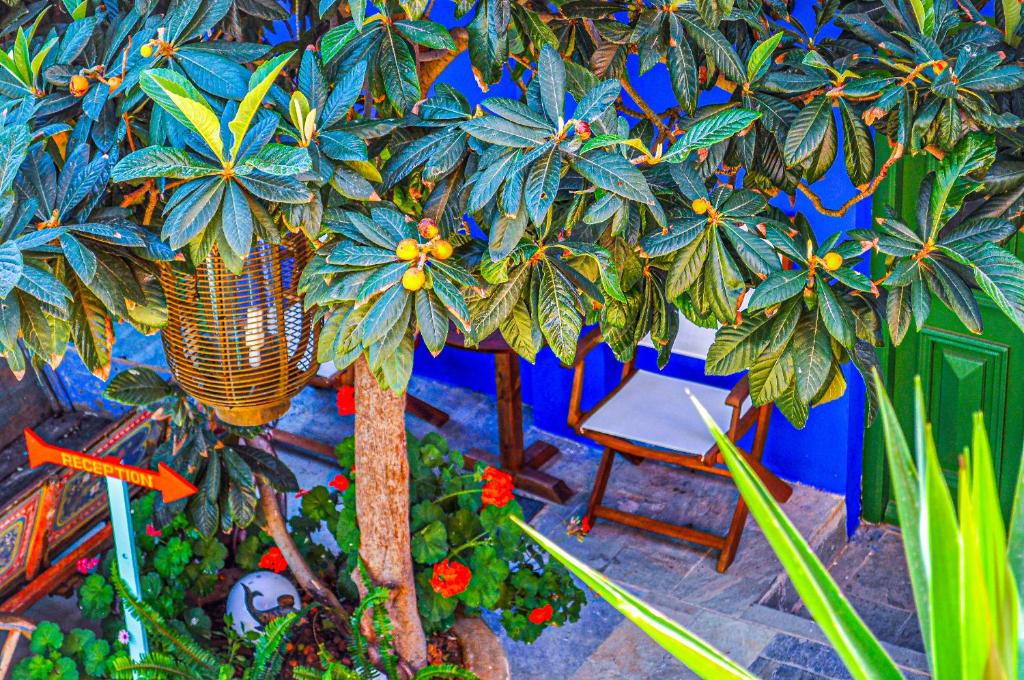 Zahrada ubytování Symi Garden Studios