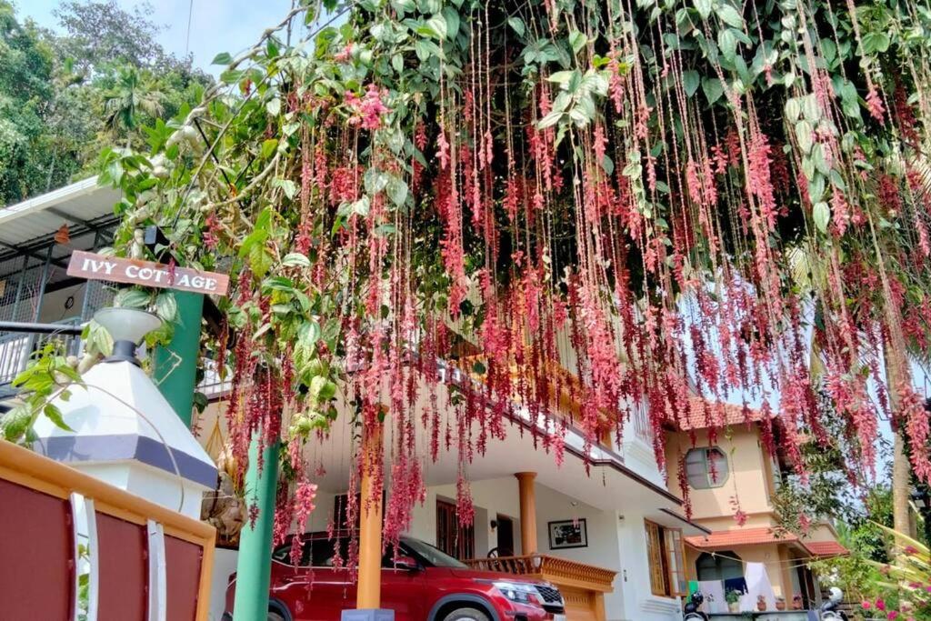a bunch of flowers hanging from a tree at Ivy Cottage in Mananthavady