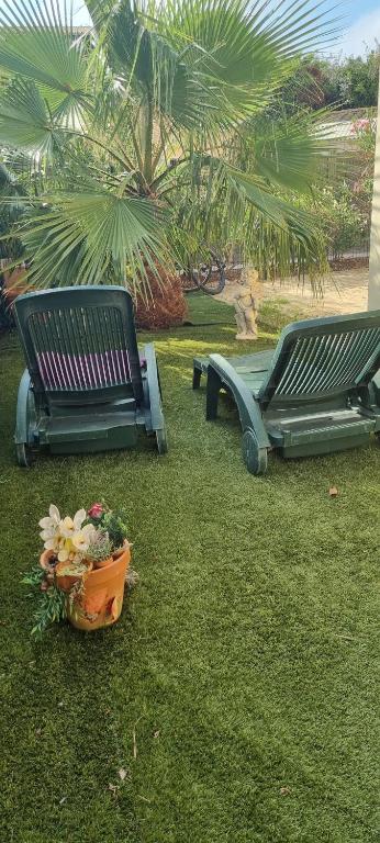 two benches sitting in the grass with a pot of flowers at Chambre La Palmeraie village naturiste in Cap d'Agde