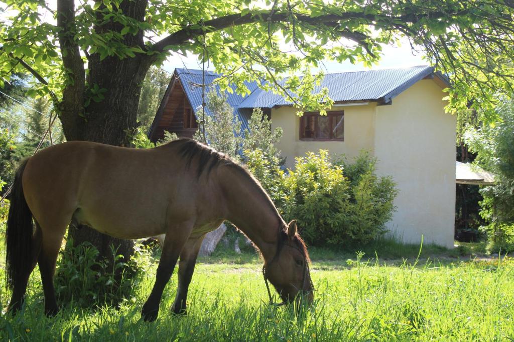 a horse grazing in the grass in front of a house at ChacraKremen in El Bolsón