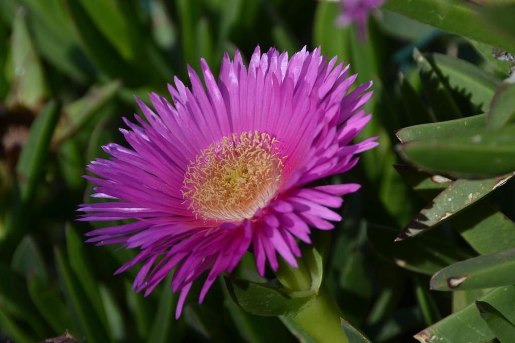 a close up of a purple aster flower at Hotel Aura in Vulcano