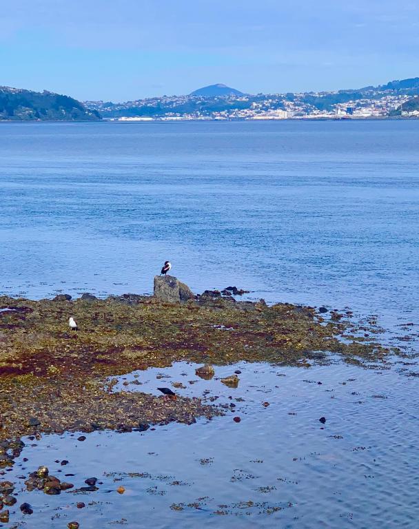 Otago Peninsula Paradise - Resim 29