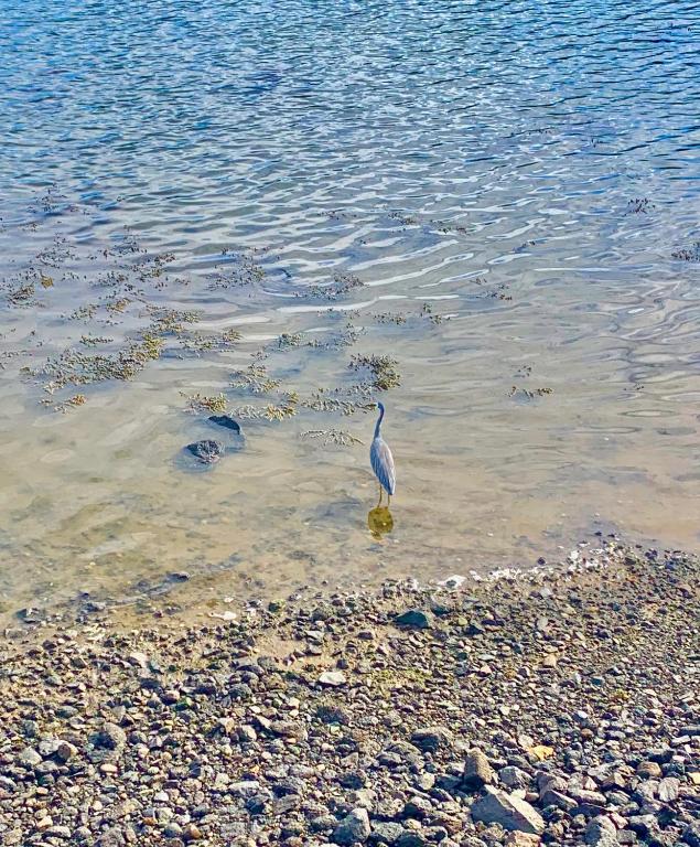 Otago Peninsula Paradise - Resim 30