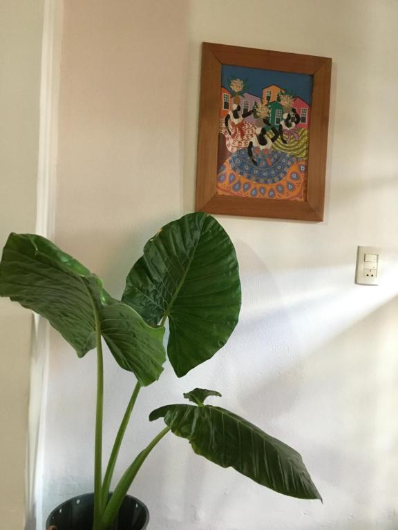 a green plant in a vase next to a painting at Casa de Tigres in Tigre