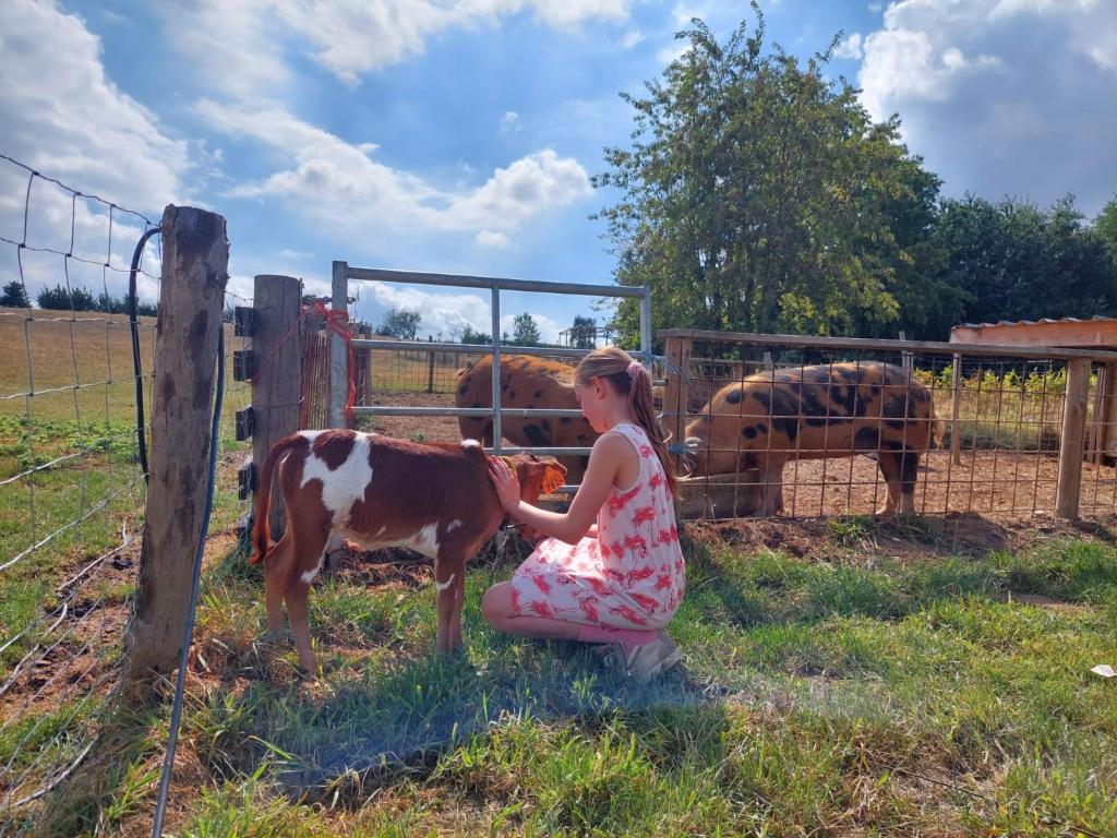 Młoda dziewczyna głaska krowę przez płot w obiekcie Sheepinn de geul w mieście Tielt
