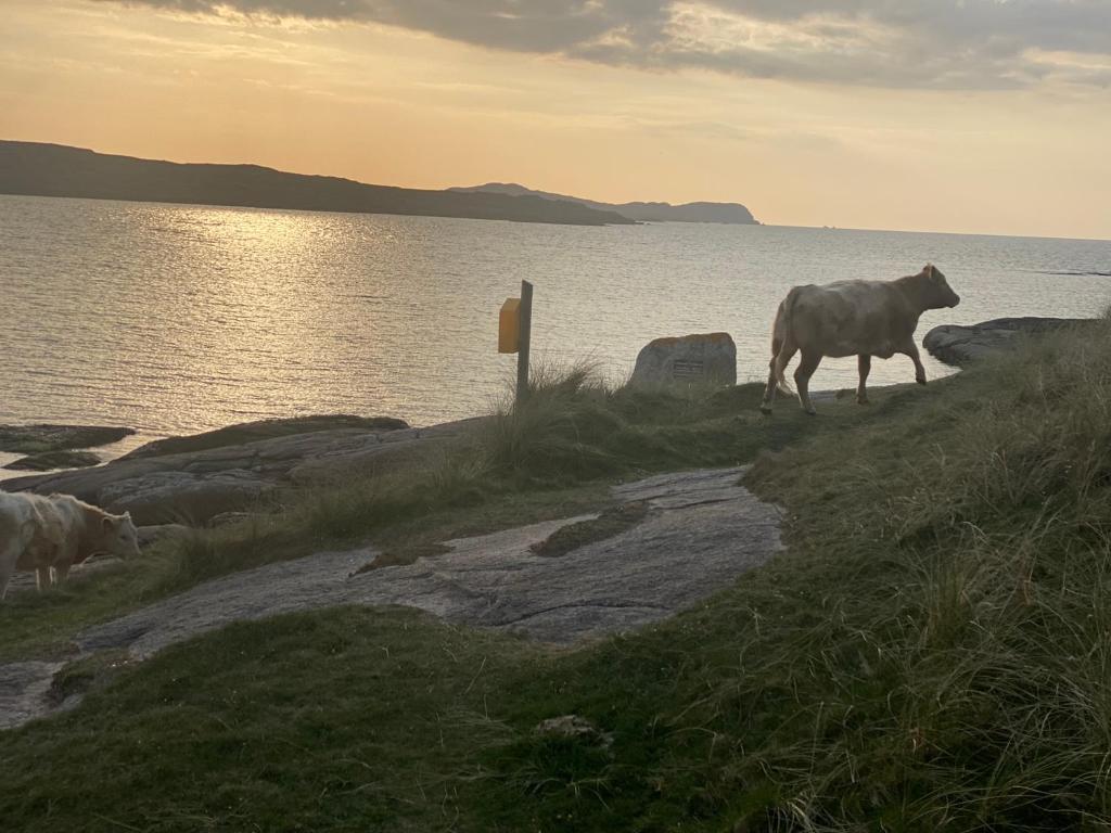 a cow walking on a hill next to a body of water at Village Way Apartments in Kincasslagh