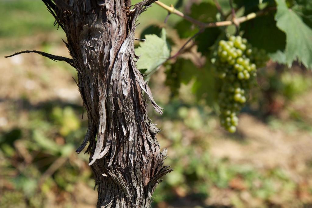 Zdjęcie z galerii obiektu Il Roncal Wine Resort - for Wine Lovers w mieście Cividale del Friuli