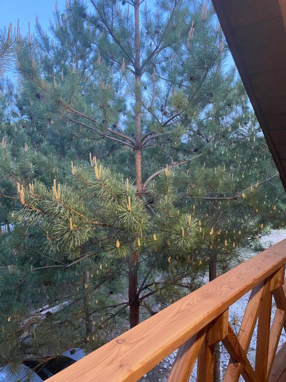 a pine tree with christmas lights on it at Family Resort in Mostiska
