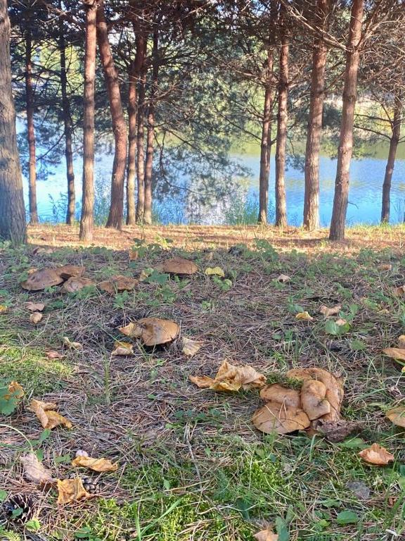 a pile of leaves on the ground next to trees at Family Resort in Mostiska