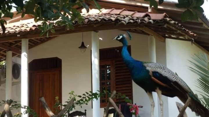 un pavo real parado al lado de una casa en Peacock Garden, en Tangalle