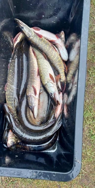 a bunch of fish in a plastic container at Family Resort in Mostiska