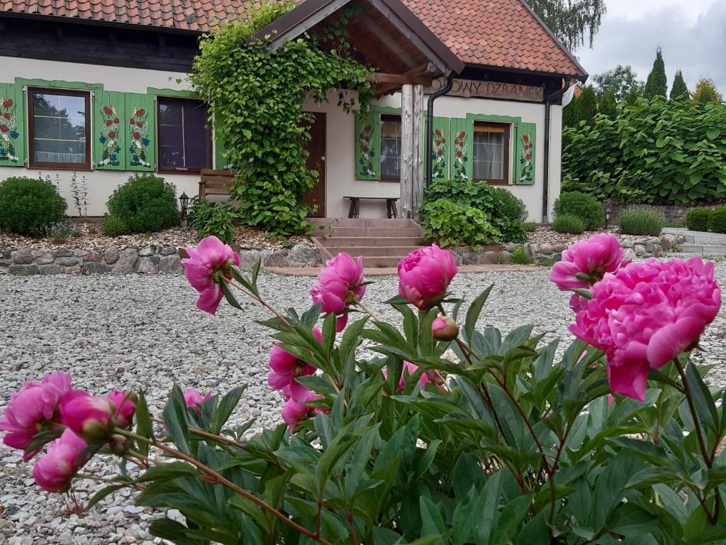 a bunch of pink flowers in front of a house at Zagroda Ziołowy Dzbanek in Młynary