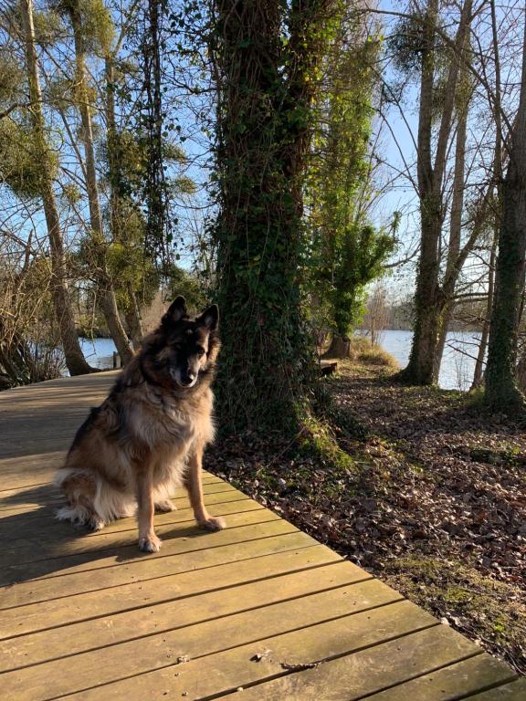 a dog sitting on a wooden path next to a tree at Hôtel L&#39;ile Du Saussay in Itteville