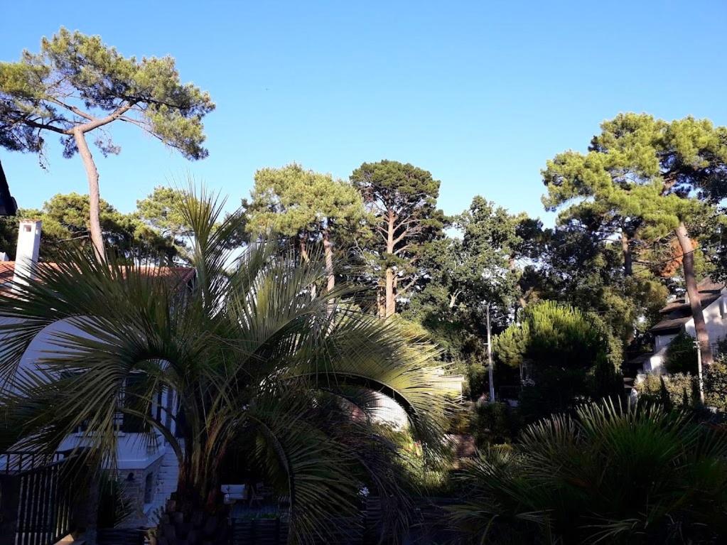 a palm tree in front of a group of trees at Belle de Dune in La Baule