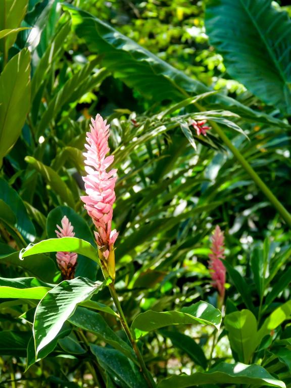 Un jardín fuera de Nowhere