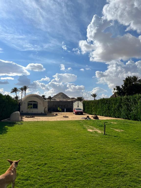 a goat standing in a field in front of a house at Sahure Pyramid View lnn in Cairo