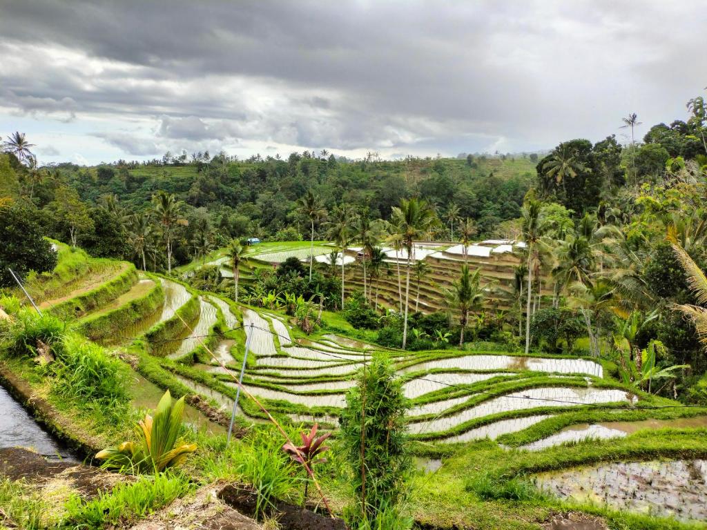 um campo de arrozais na floresta tropical em Magical Breeze Cabin em Angsri