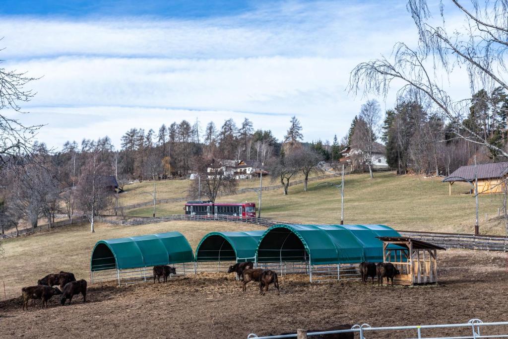 Fotografie z fotogalerie ubytování Alpin Farm Birke - Oberweidacherhof v destinaci Collalbo