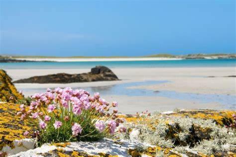 a beach with pink flowers on the rocks at Wild Atlantic Stay Guest House Self-Catering in Galway