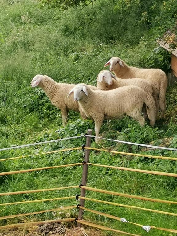 Altri animali domestici presso il campeggio o nei dintorni