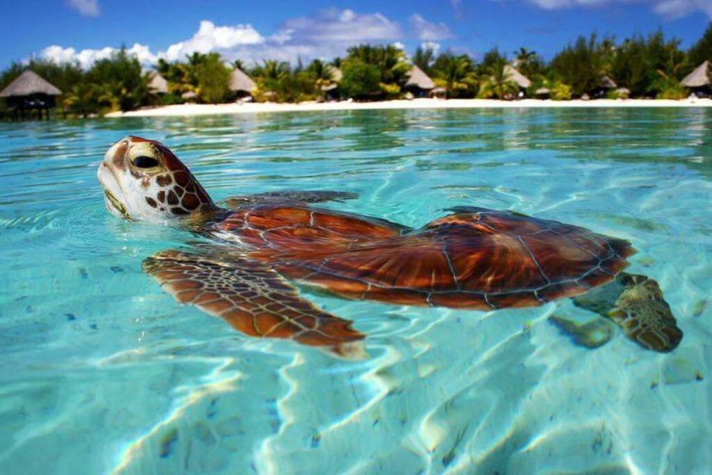 una tortuga marina verde nadando en el agua en Fare Tiare en Fare